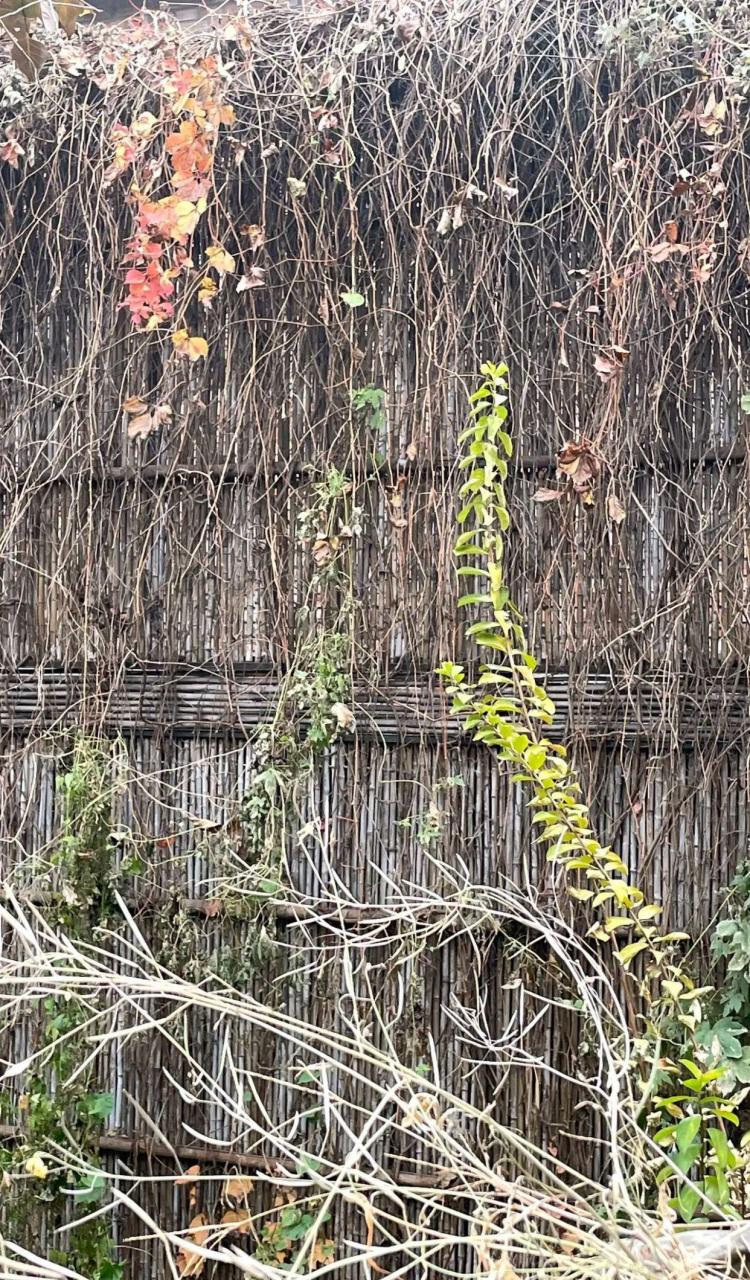 知名媒体人洪晃晒出她家院子的图片说:我家院子里肆无忌惮的秋色.