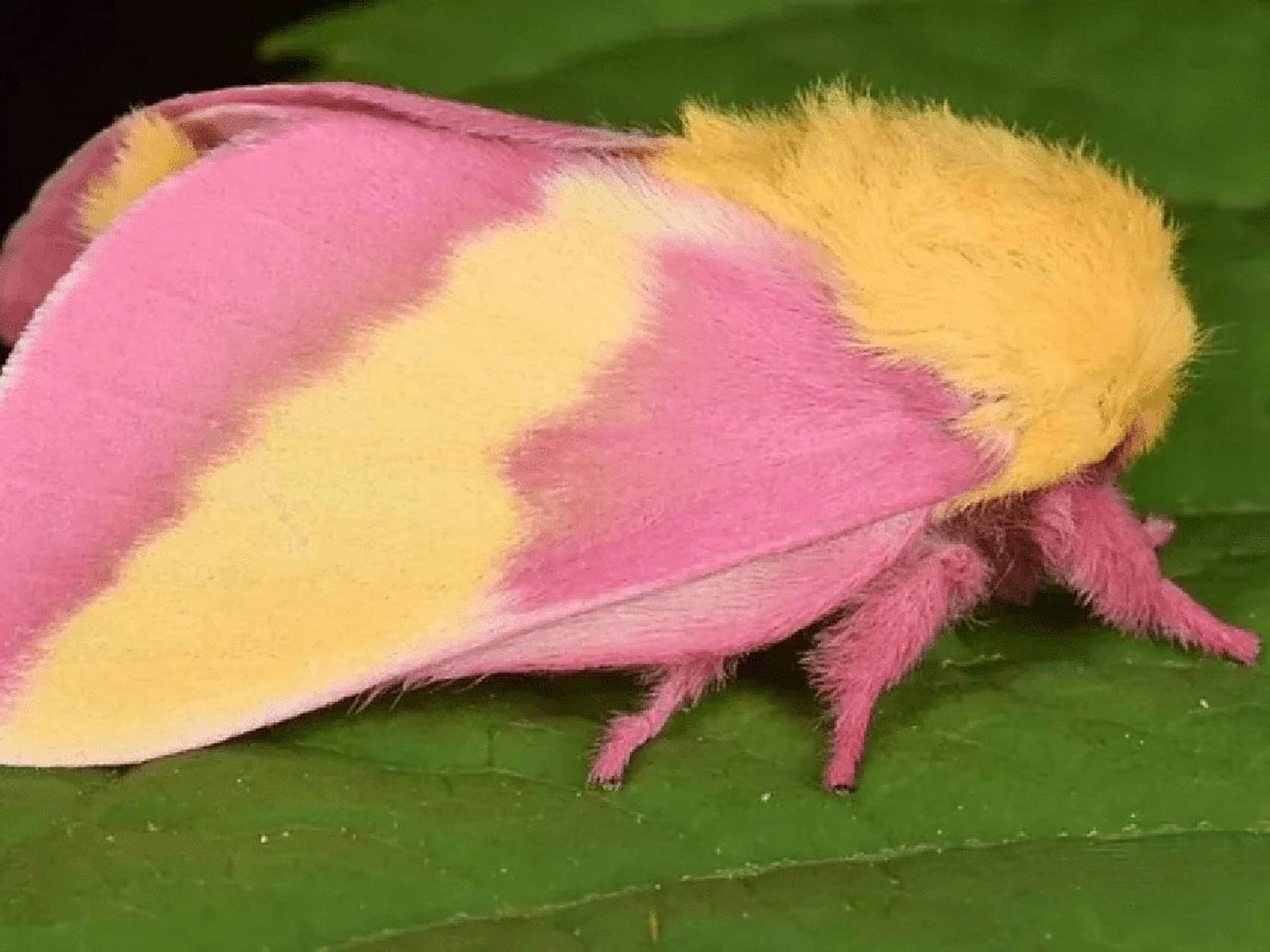 每天认识一种宝藏动物 中文名:玫瑰枫叶蛾 简介:为鳞翅目,大蚕蛾科,栎