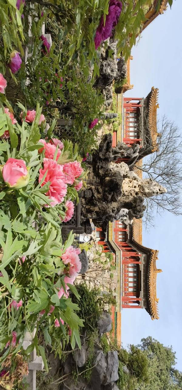 故宫御花园春花映美景 2023.4.