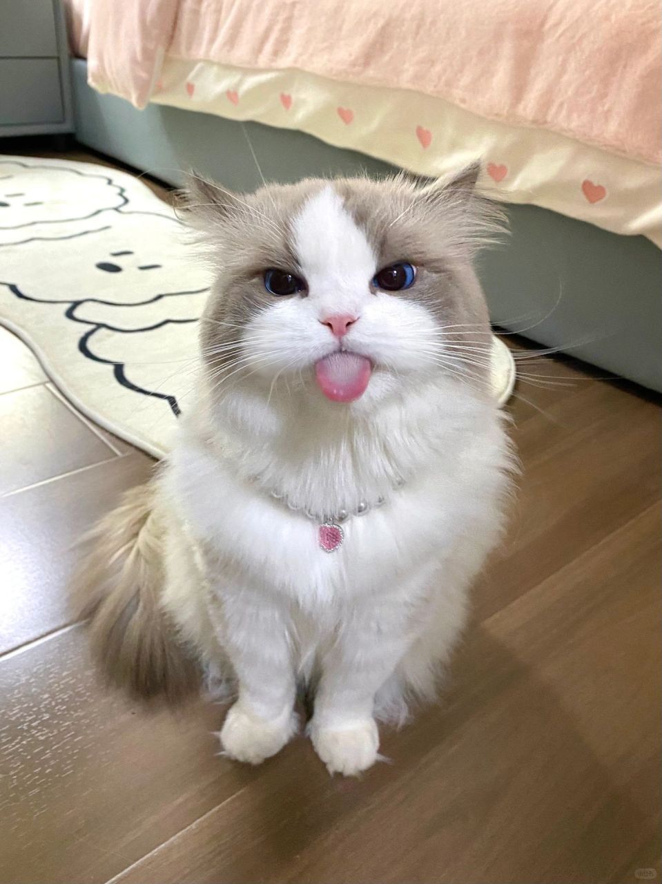 我家的小布偶猫竟然会生胖气,撅着嘴鼓着腮帮子的样子真的好可爱啊
