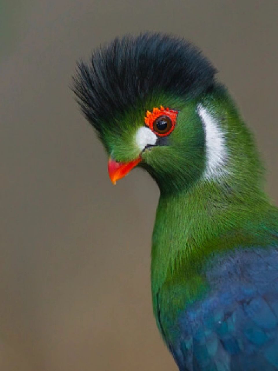 每天陪孩子一起瞧动物 名称:白颊冠蕉鹃(tauraco leucotis) 分类:动物