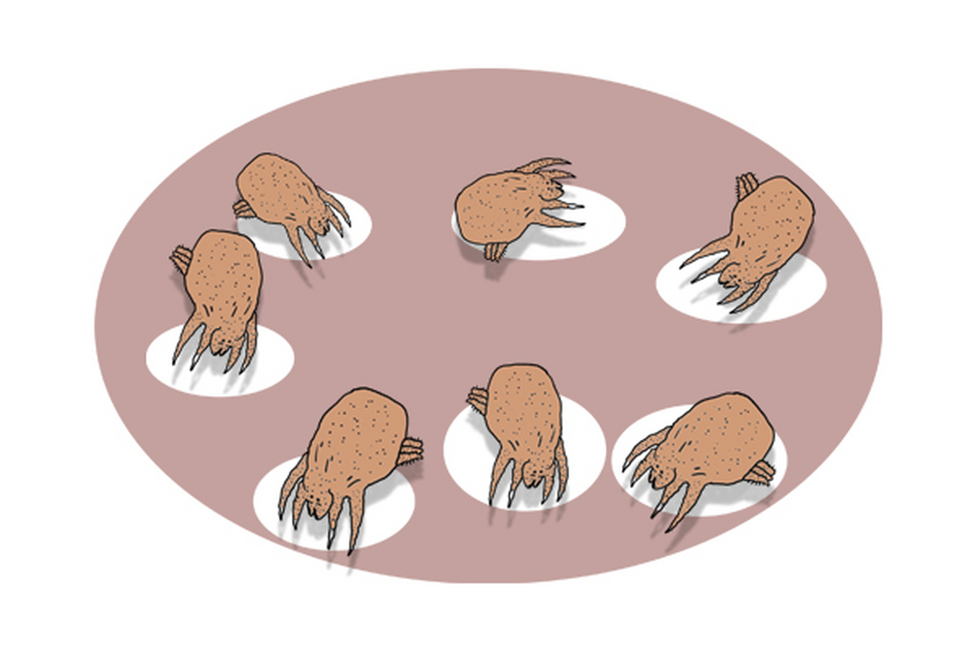 蜱,俗称壁虱,扁虱,草爬子,狗豆子等,是寄生在家畜,鼠类等体表的昆虫