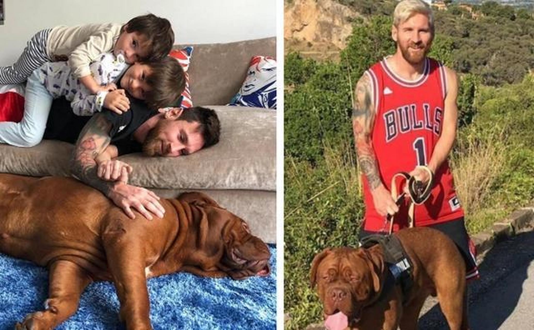 梅西的狗狗名叫浩克,是一条波尔多犬,每年花70万养它!