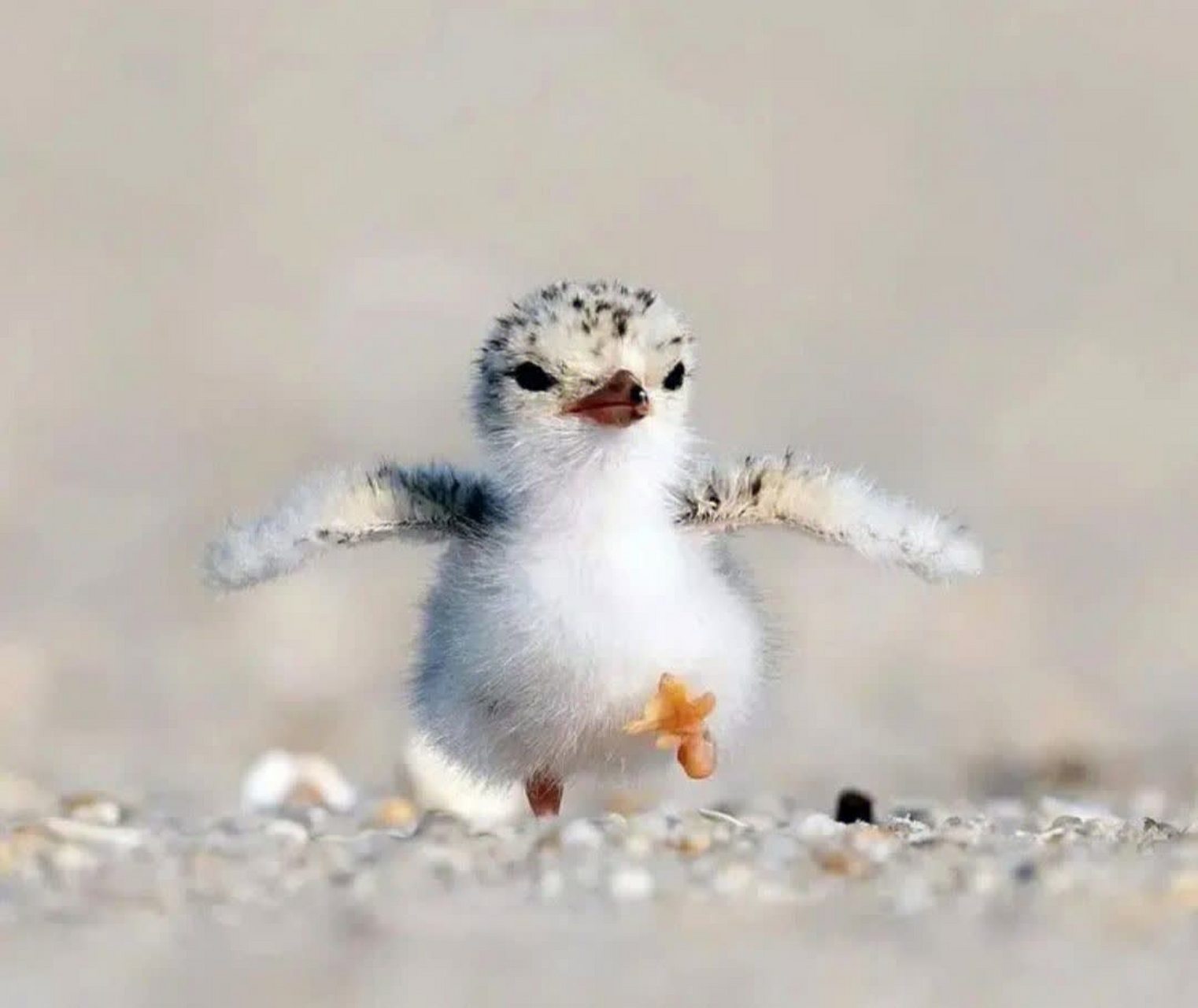 雄伟的小海鸥正面是这样的[没眼看]