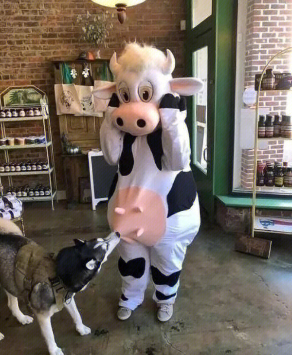 奶牛:讨厌没有边界感的狗