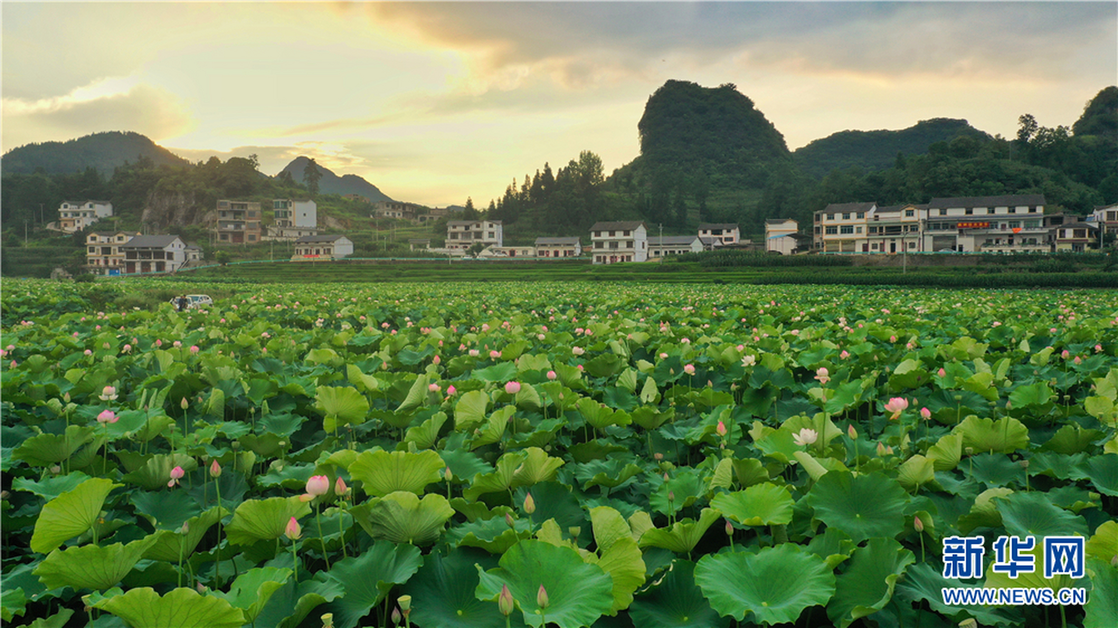 航拍贵州省普定县化处镇水井村的千亩荷塘.
