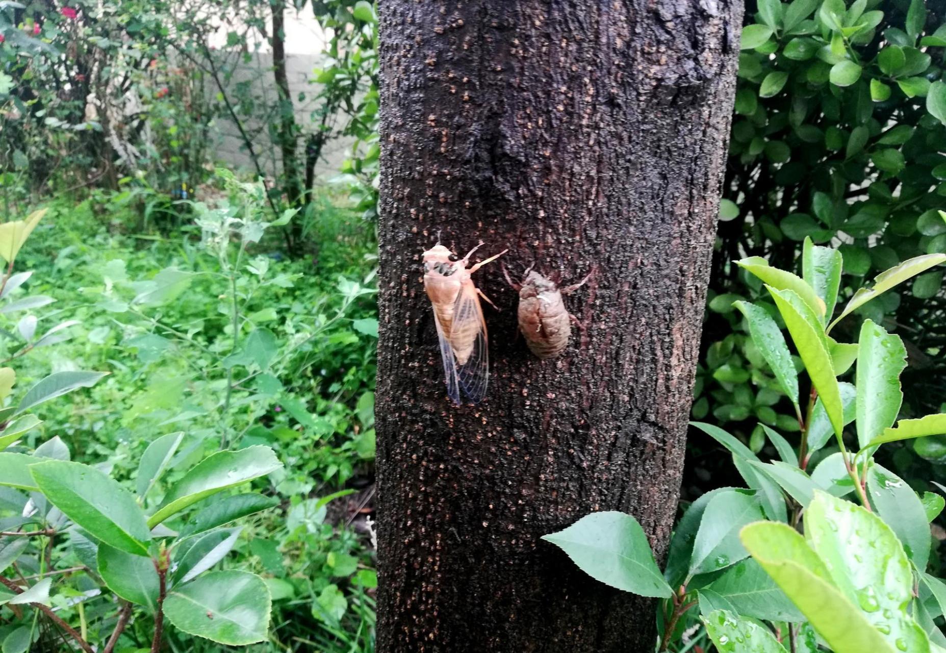 下了一场雨,在小区一棵树上,发现了一只蝉,和它褪下的蝉衣.