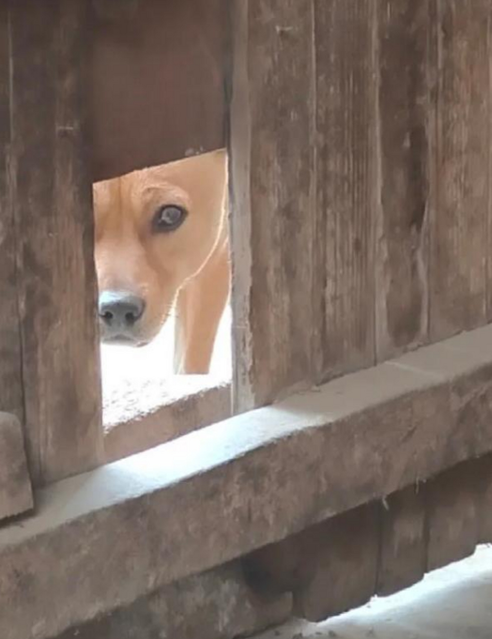 一只狗躲在墙后表情包图片