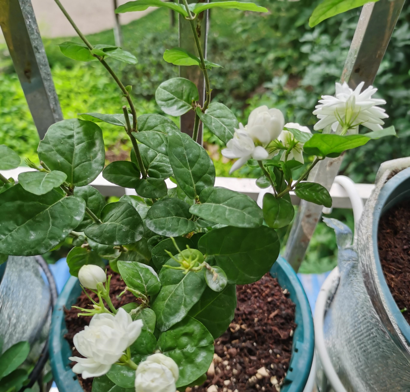 喜欢茉莉花的朋友,建议你养这个品种——菊花茉莉,也叫巴西茉莉,茉莉