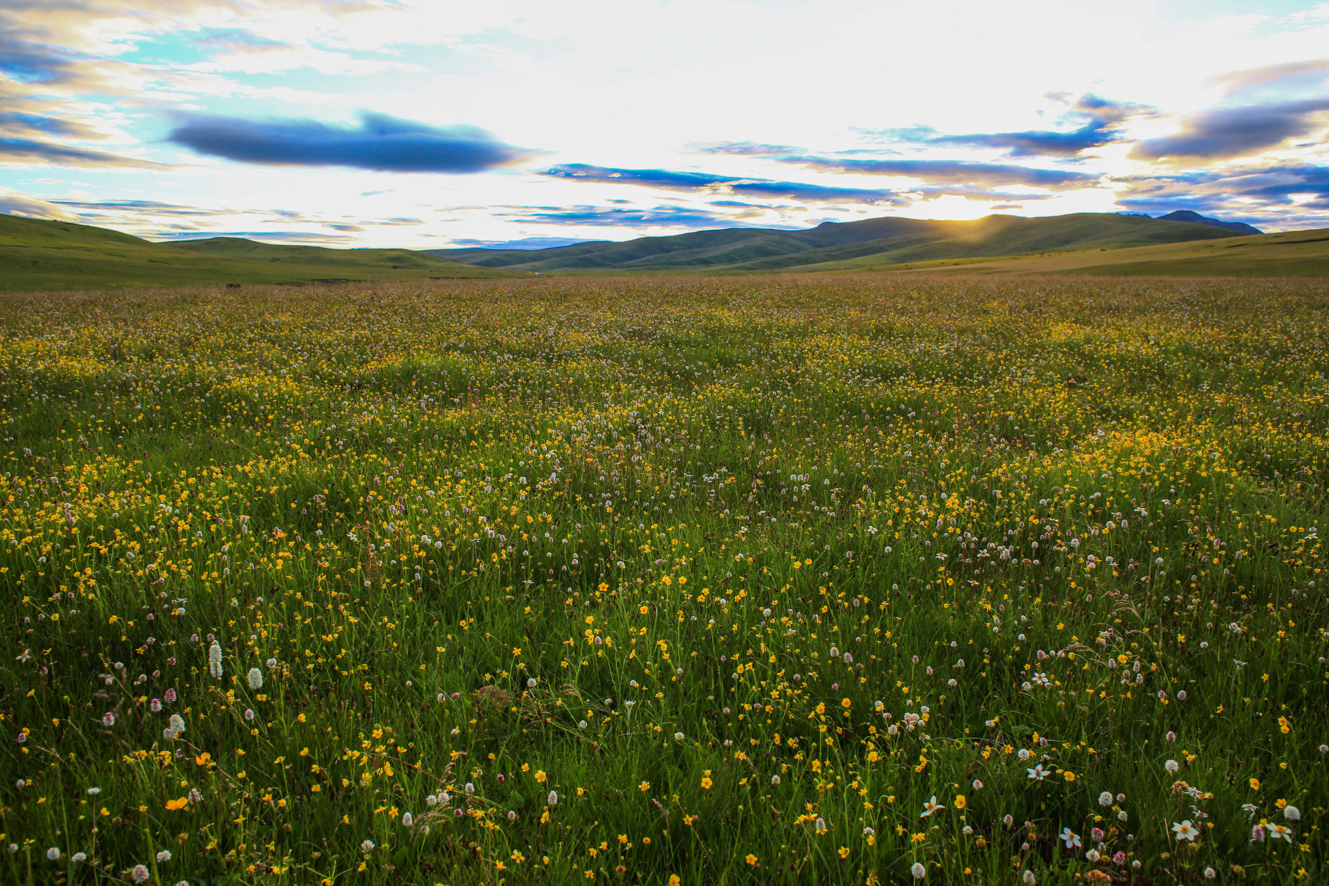花海# #甘南# #草原# #鹅木塘