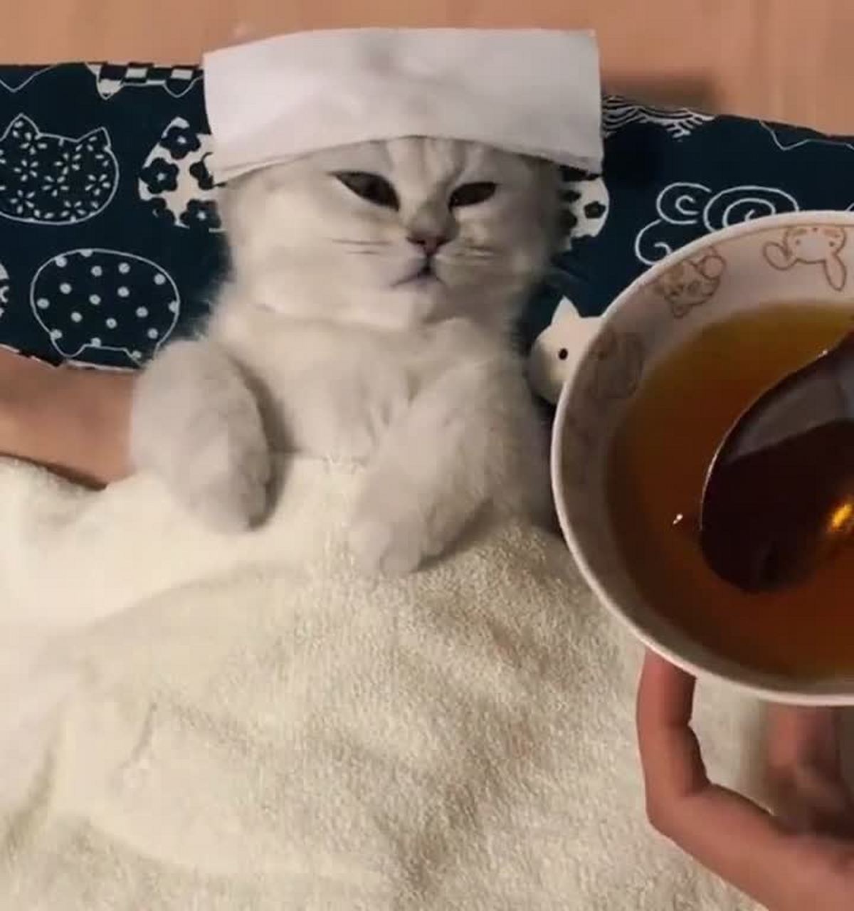 主人给猫吃了药,猫的表情亮了起来.[抠鼻]