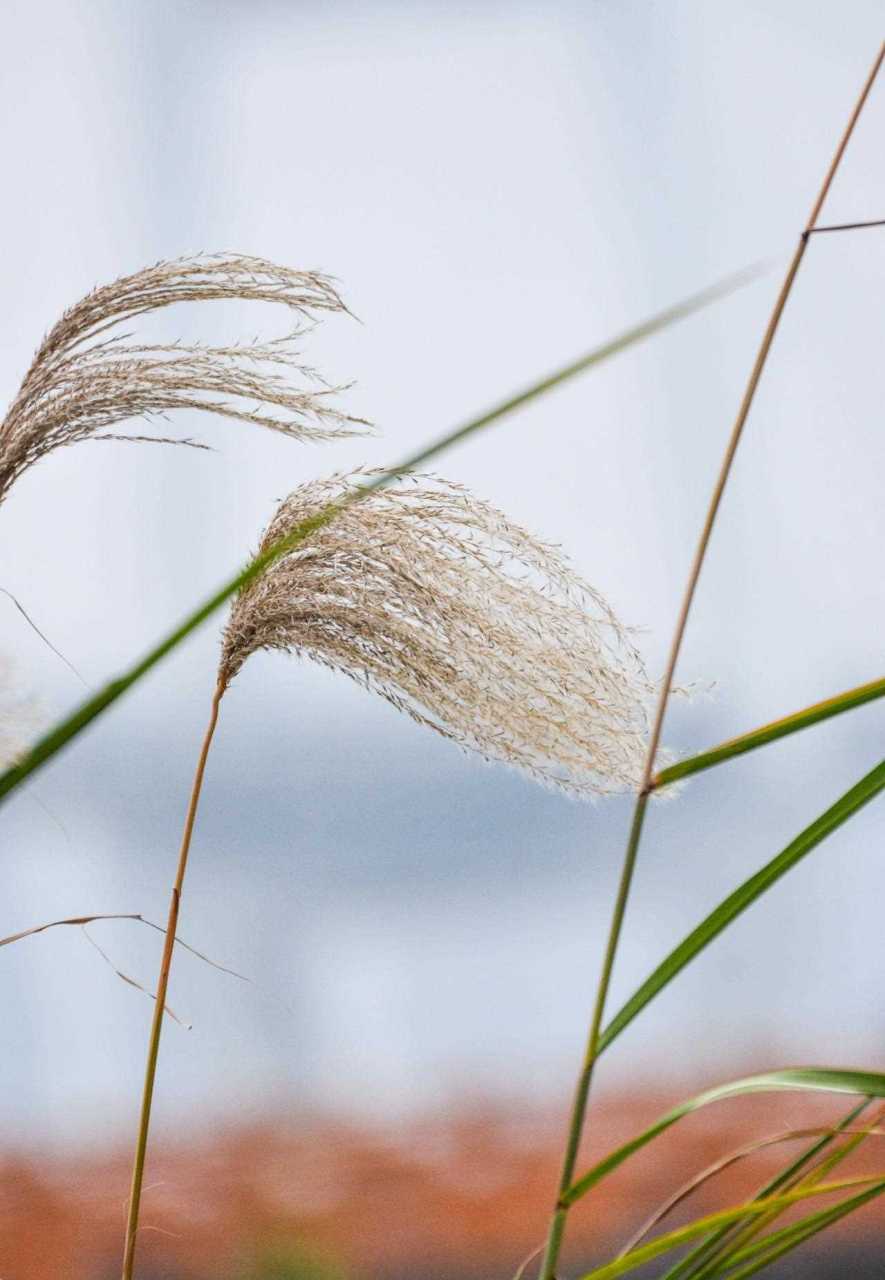 芦荻 芦花图片