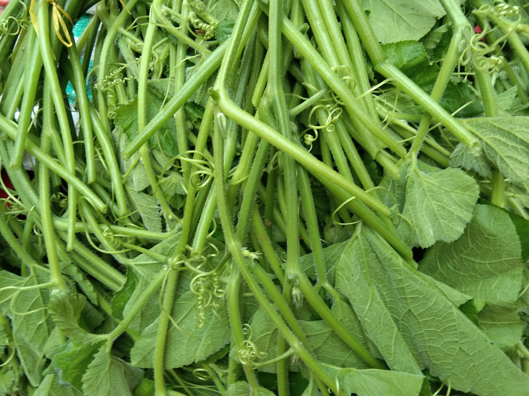 广西来宾人最爱的一道菜南瓜苗已经陆陆续续的上市了,南瓜苗卖4元一把