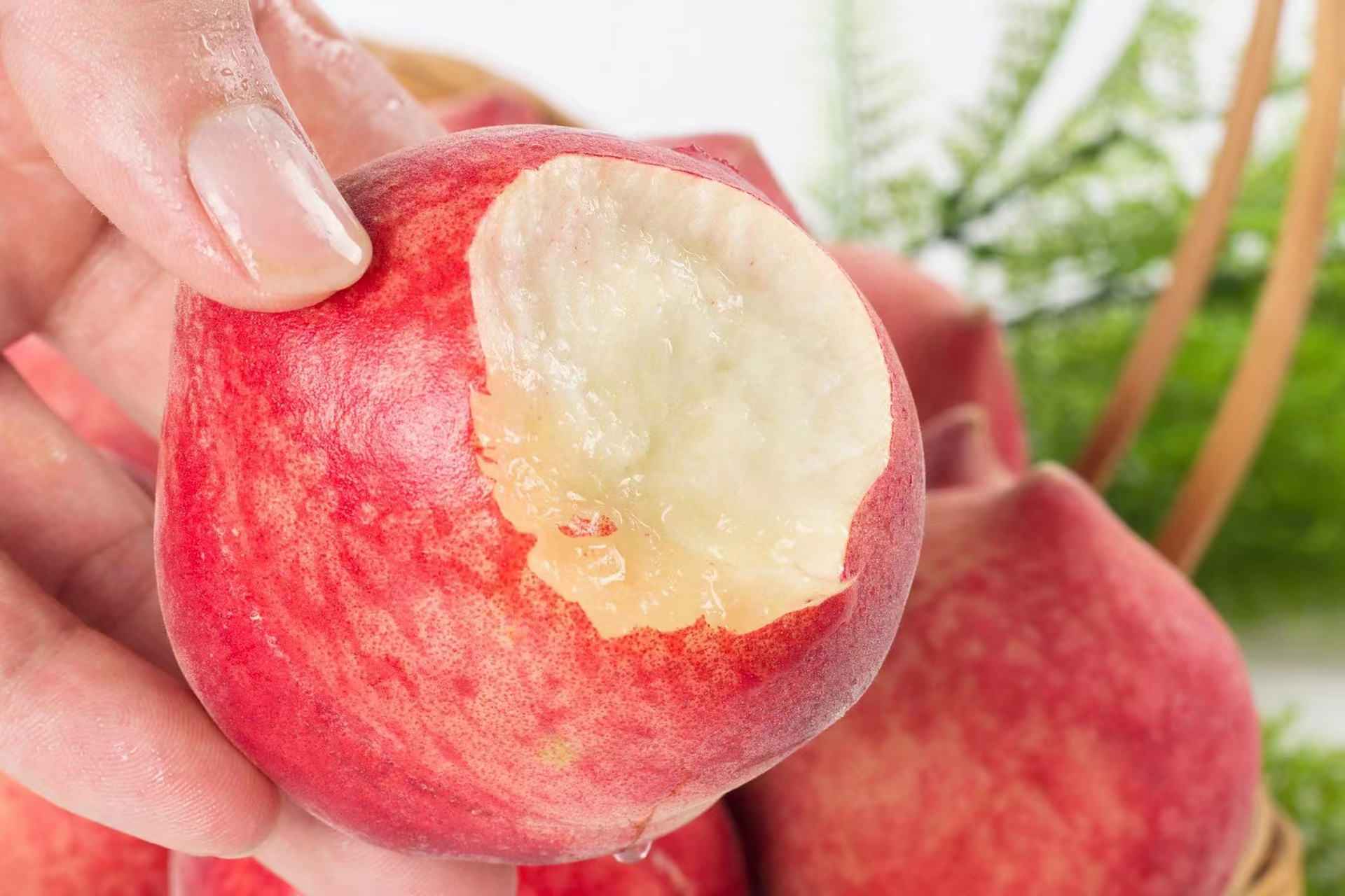 喜欢吃桃子的朋友,一定不要错过了云南的红宝石蜜桃!