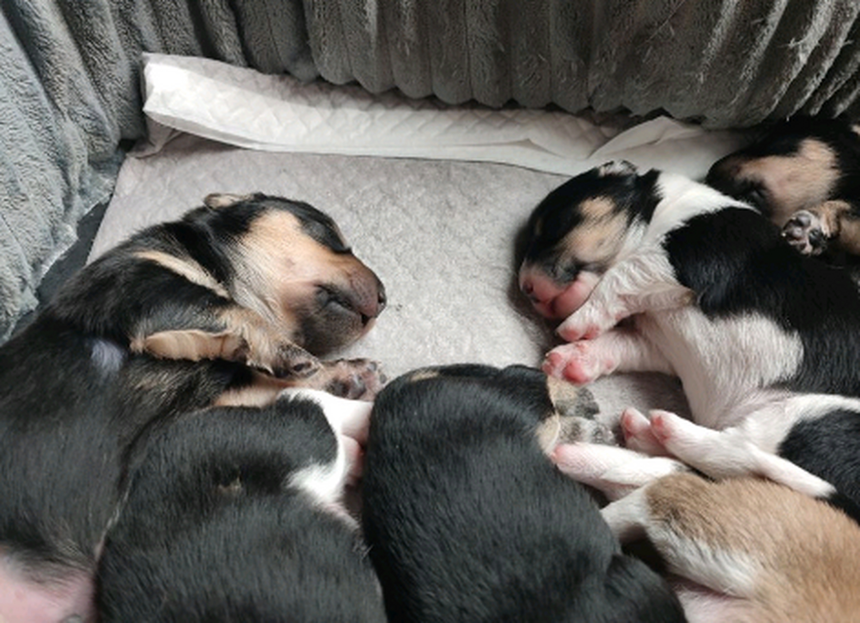 柯基和边牧的混血,不知道会长成什么样子