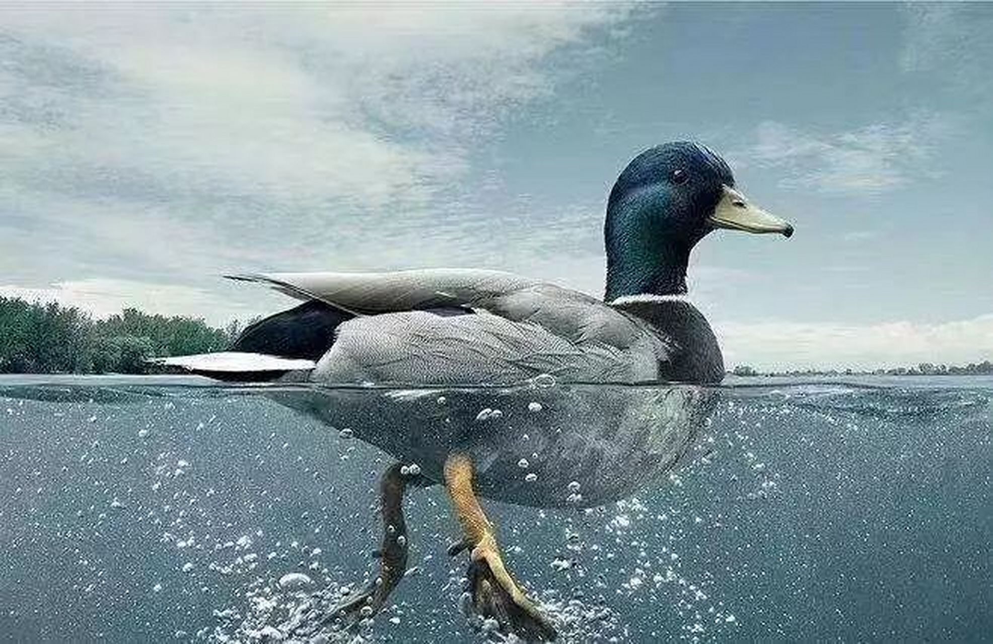 鸭子的脚掌为什么是橙色的,这是因为鸭掌上有着丰富的血管以及神经,不