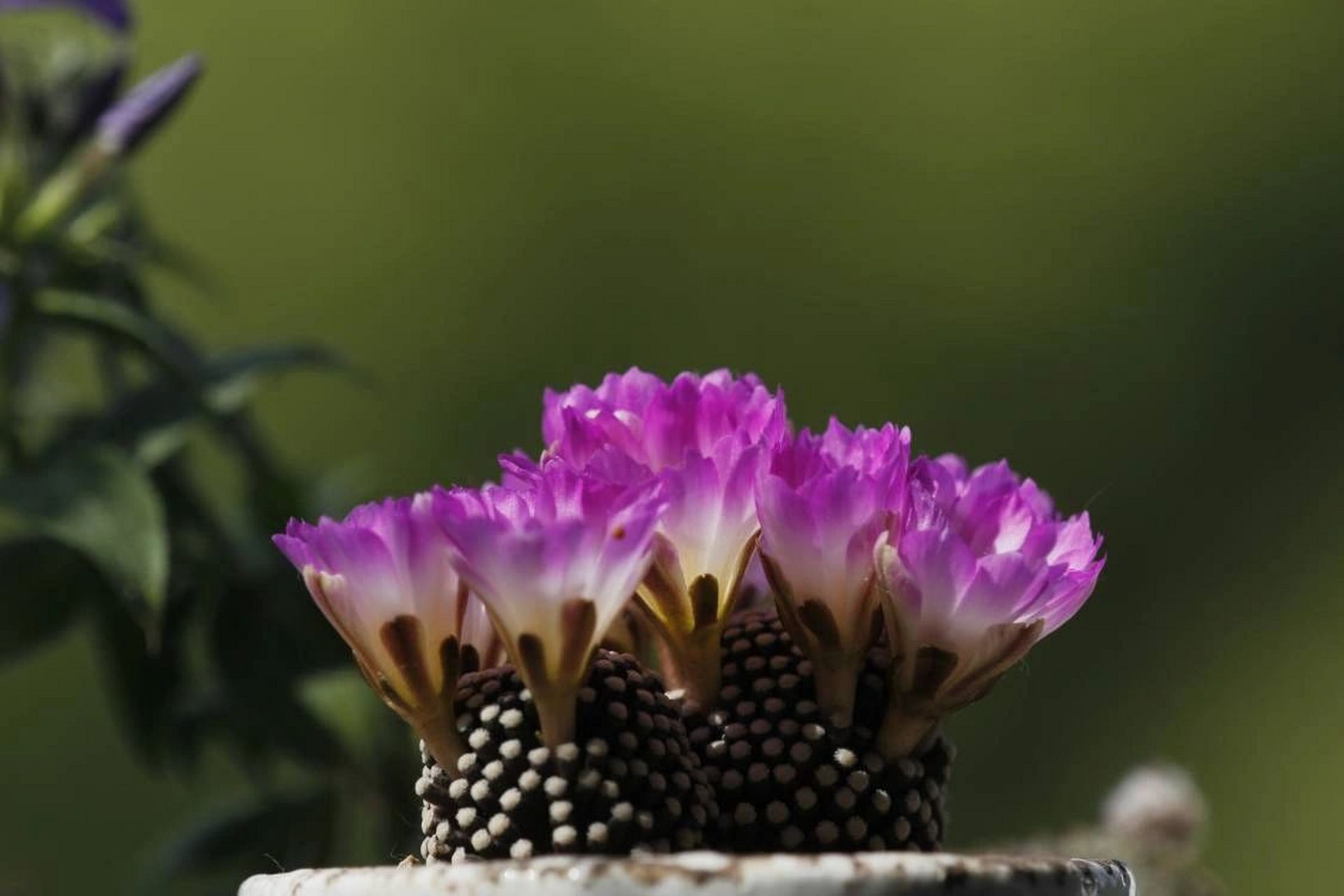 松针牡丹 松针牡丹,仙人球里的小精致,密密麻麻白白的小疣突,不扎手