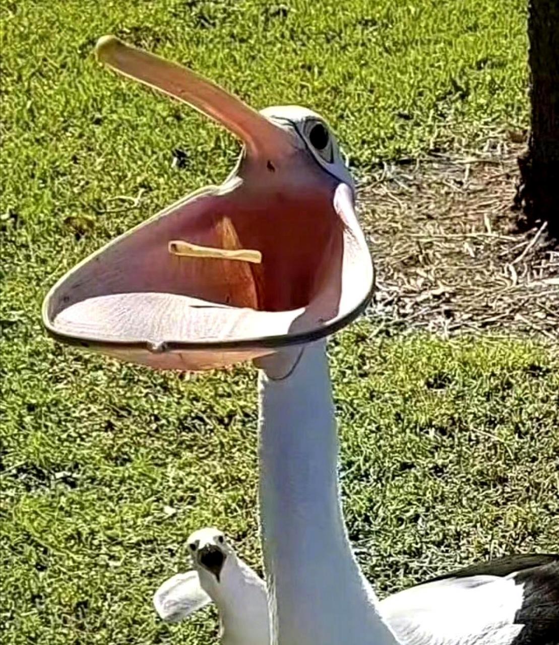 海鸥惊讶地看着下面的鹈鹕吃薯条,哈哈大笑.