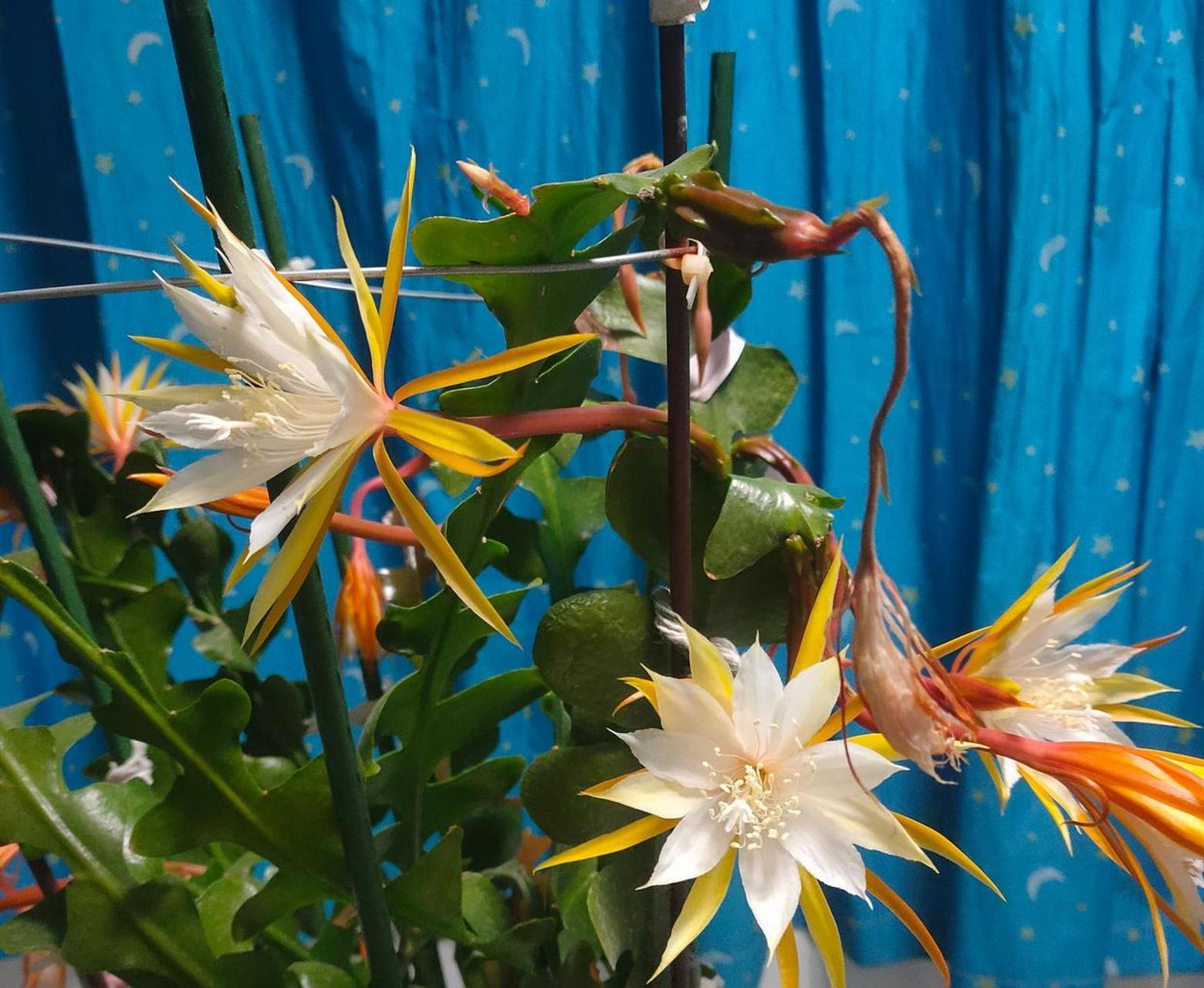 有种昙花叫"锯齿昙花",优良的室内盆栽绿植,耐阴且好养,在光照不多的