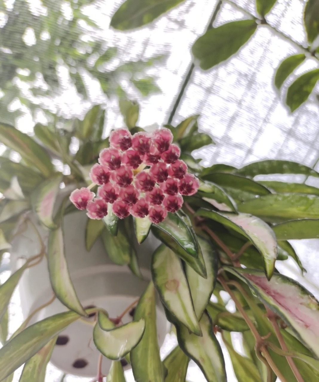 家里阳台朝北,封闭,或是光照不多的,建议你养这种花——冰糖内锦球兰