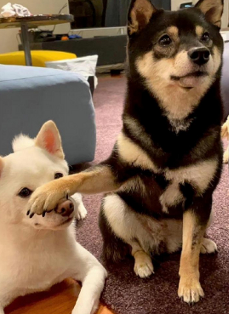 狗狗:你闭嘴,老师没教过吗,言多必失.