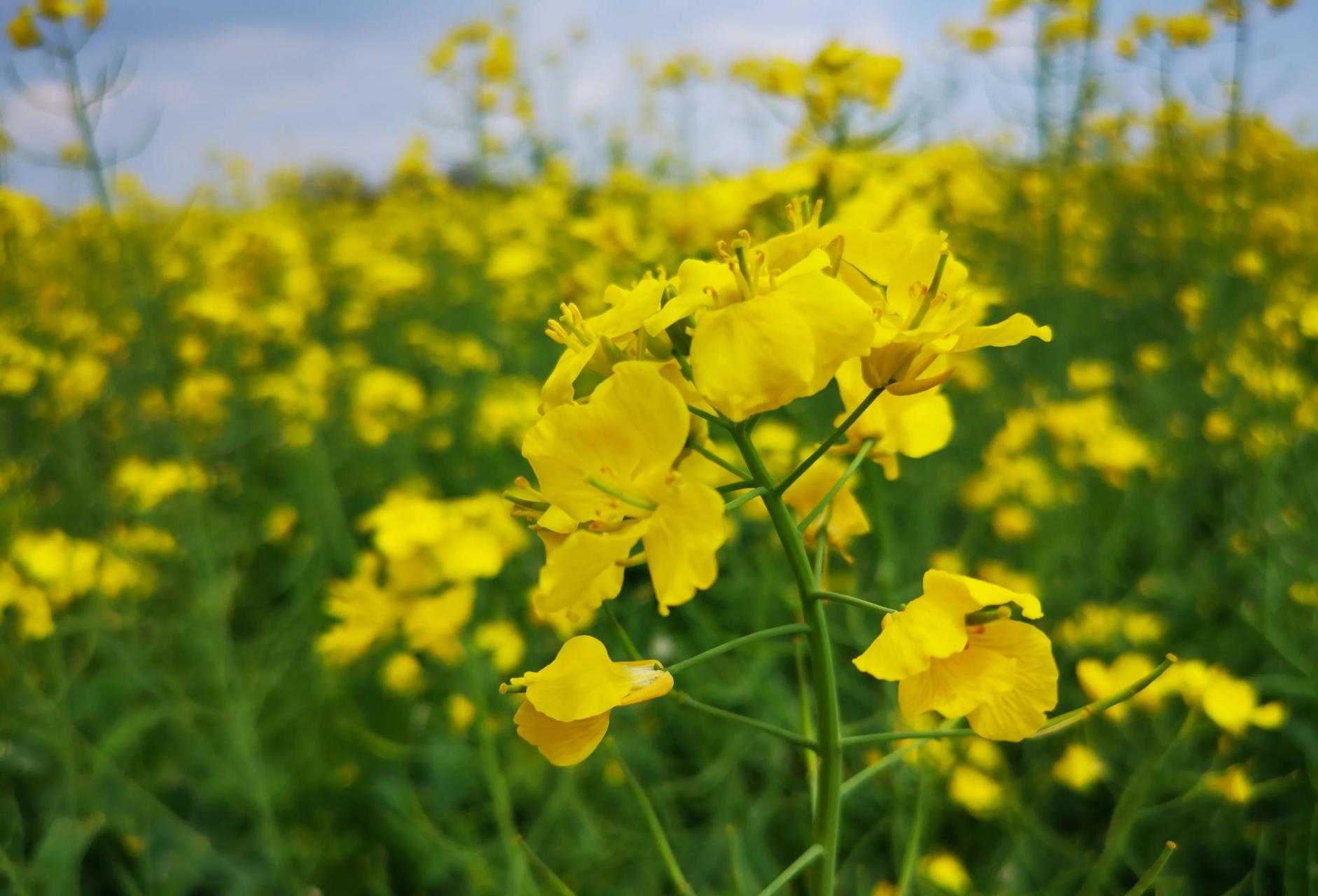 今天驱车到南京高淳区桠溪国际慢城看油菜花,高速一个多小时的车程