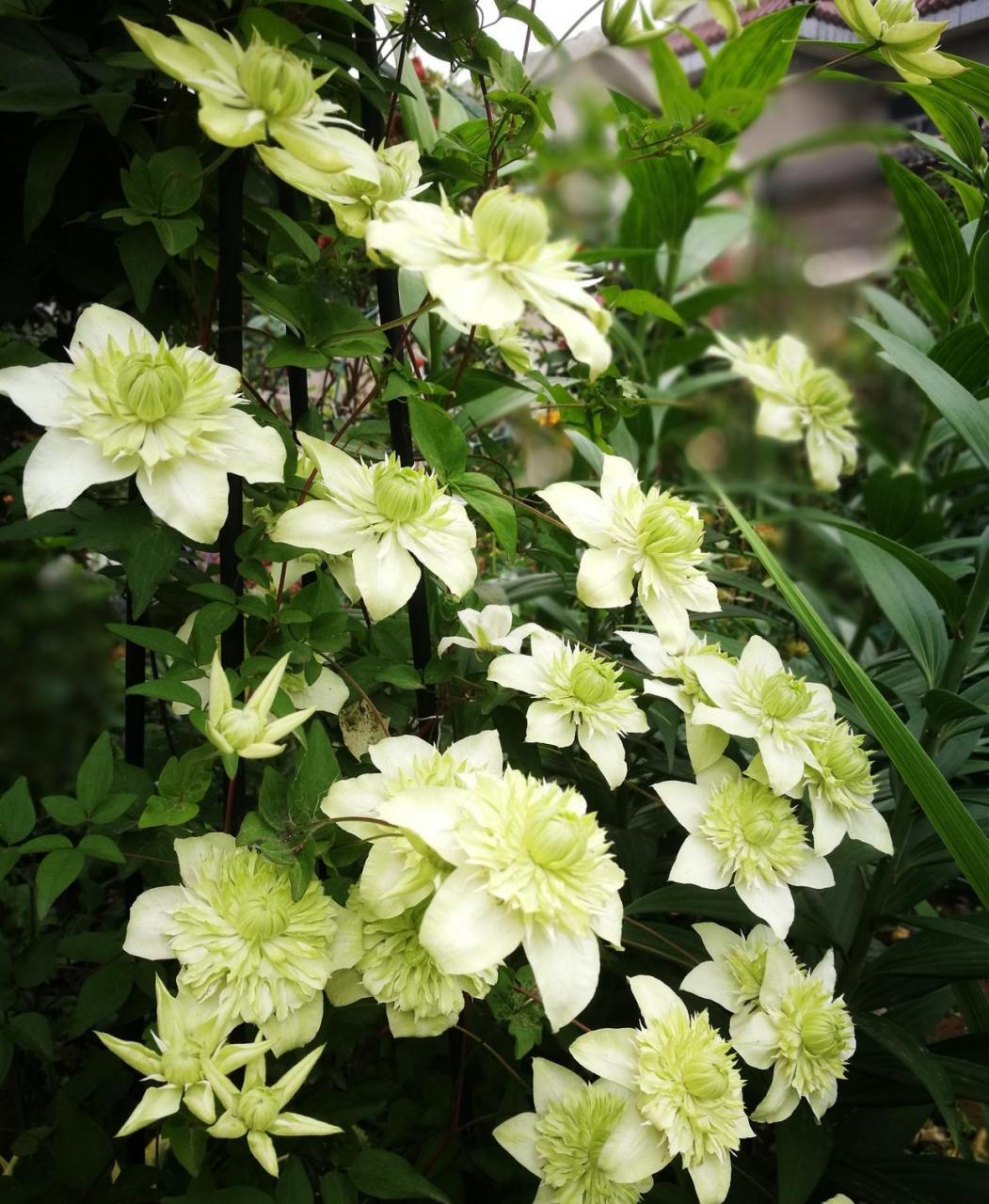 小绿(绿玉),一款很小清新的铁线莲,花朵是绿白绿白的,花型重瓣,玫瑰花