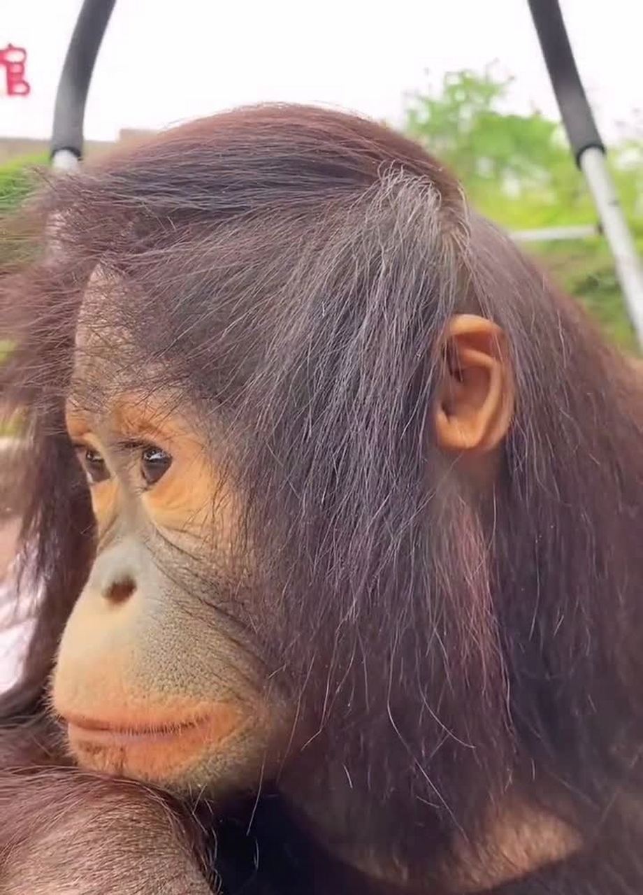 这只猴子看起来很悲伤吗?[没眼看]