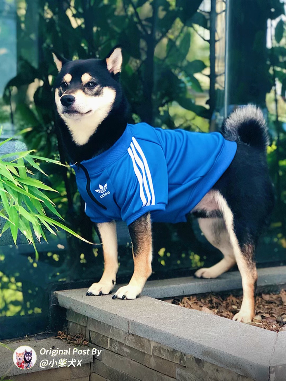 小柴犬穿运动风,太合适了  给小x套上件蓝色运动衣,配上它这匀称的好