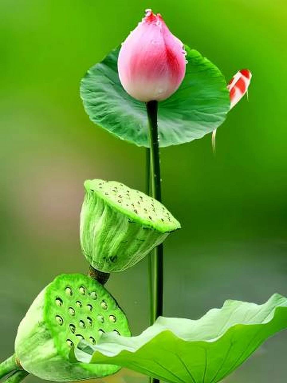 "荷气"生财,好运"莲莲" 67 676767