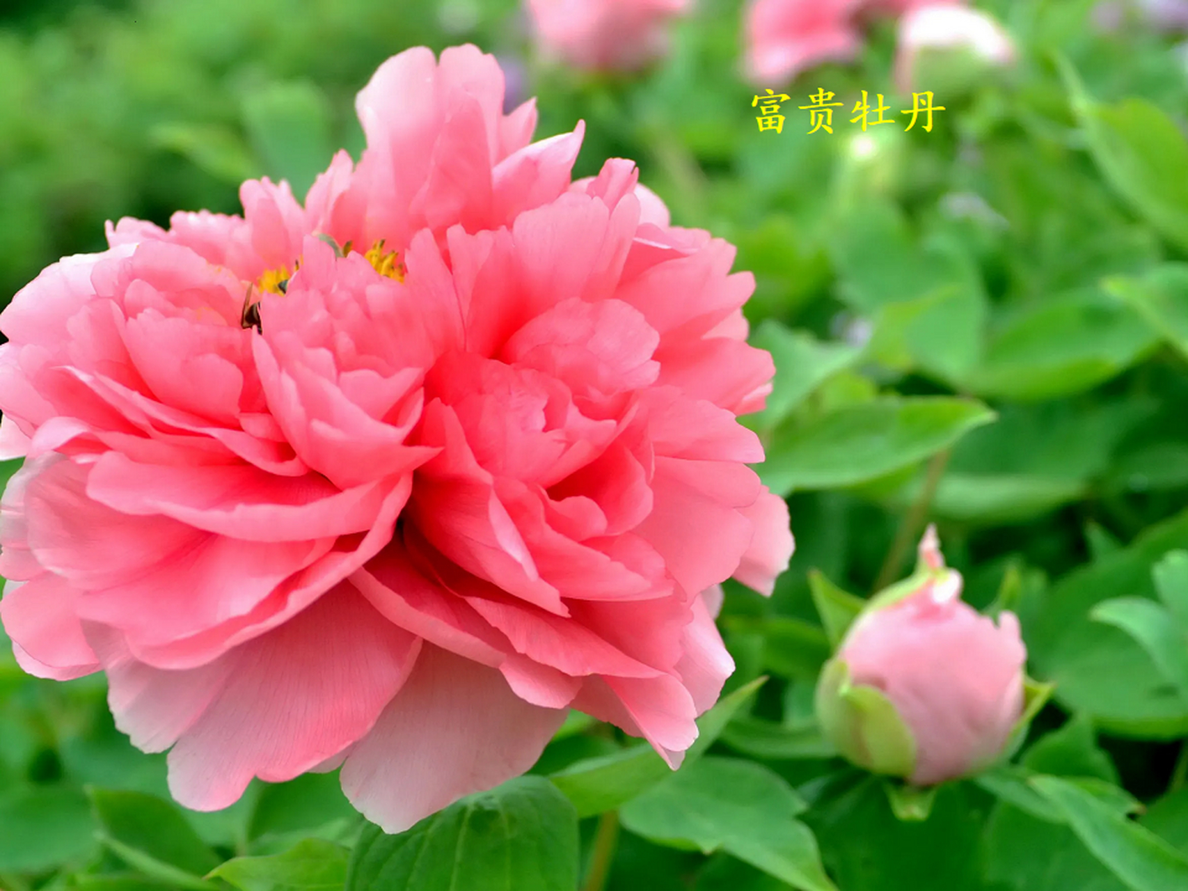 牡丹花的生长习性与栽培技巧  牡丹花,中国的国花之一,被誉为花中之王