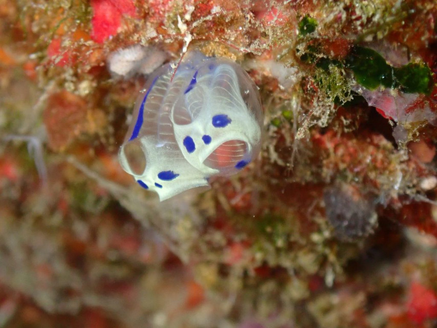 熊猫骷髅海鞘图片