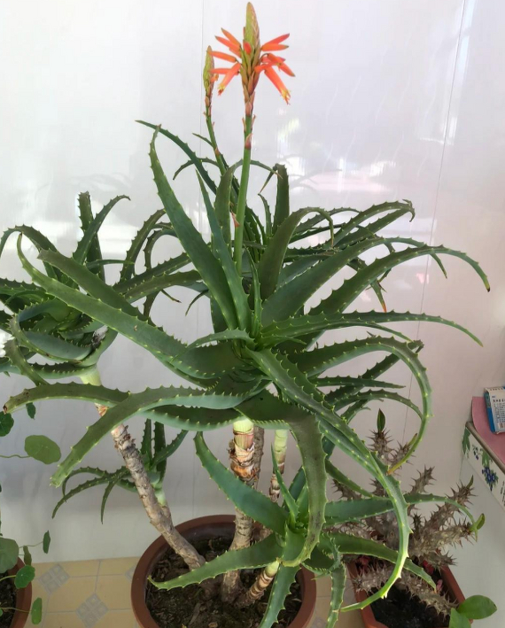 芦荟开花了,好漂亮呀!!!