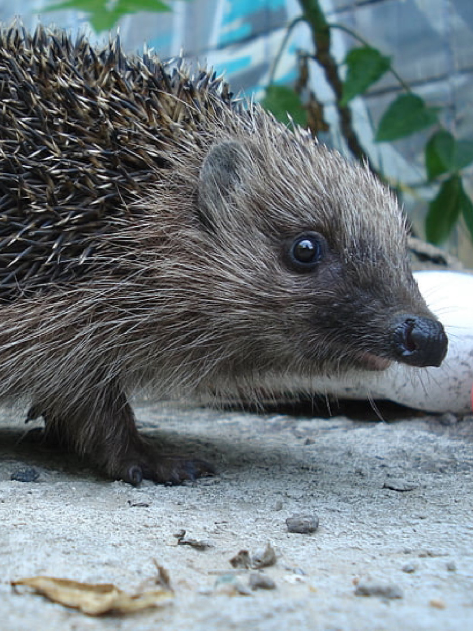 每天陪孩子一起瞧动物 名称:刺猬 别名:刺团,猬鼠,偷瓜獾,毛刺 分类