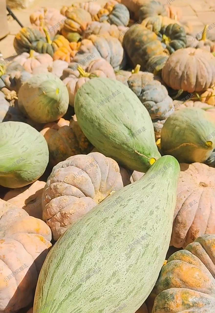 今年南瓜产量超级多,感觉要吃好久才能吃完呢!91