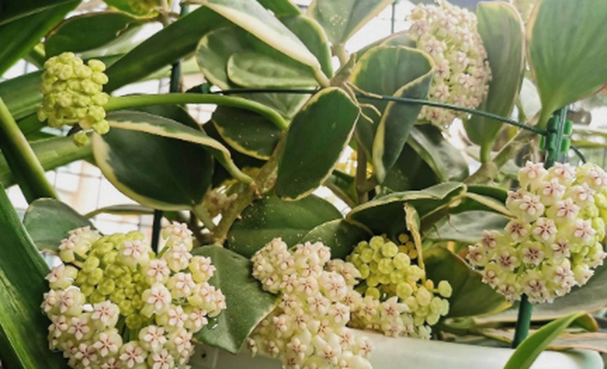 "黄金粗蔓"球兰,粗蔓球兰的变种,带金边叶艺,株型很紧凑,还爱开花