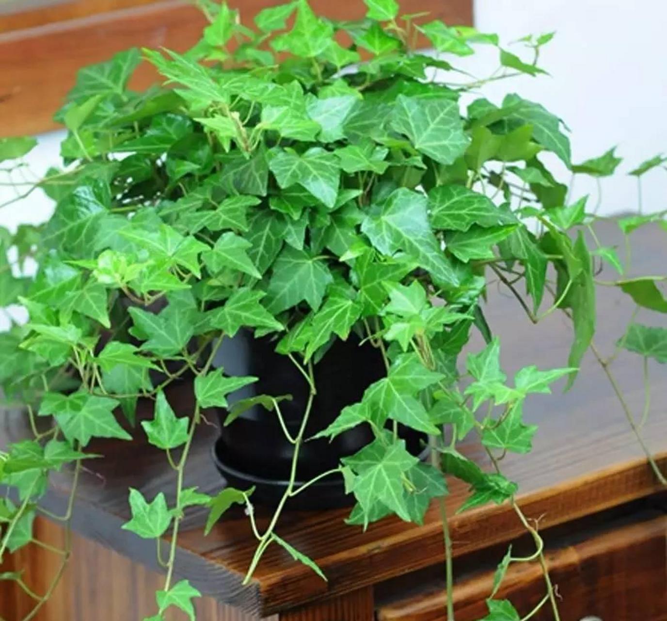 常春藤属于藤蔓植物,能吸甲醛,观赏价值高  常春藤是一种藤蔓植物,它