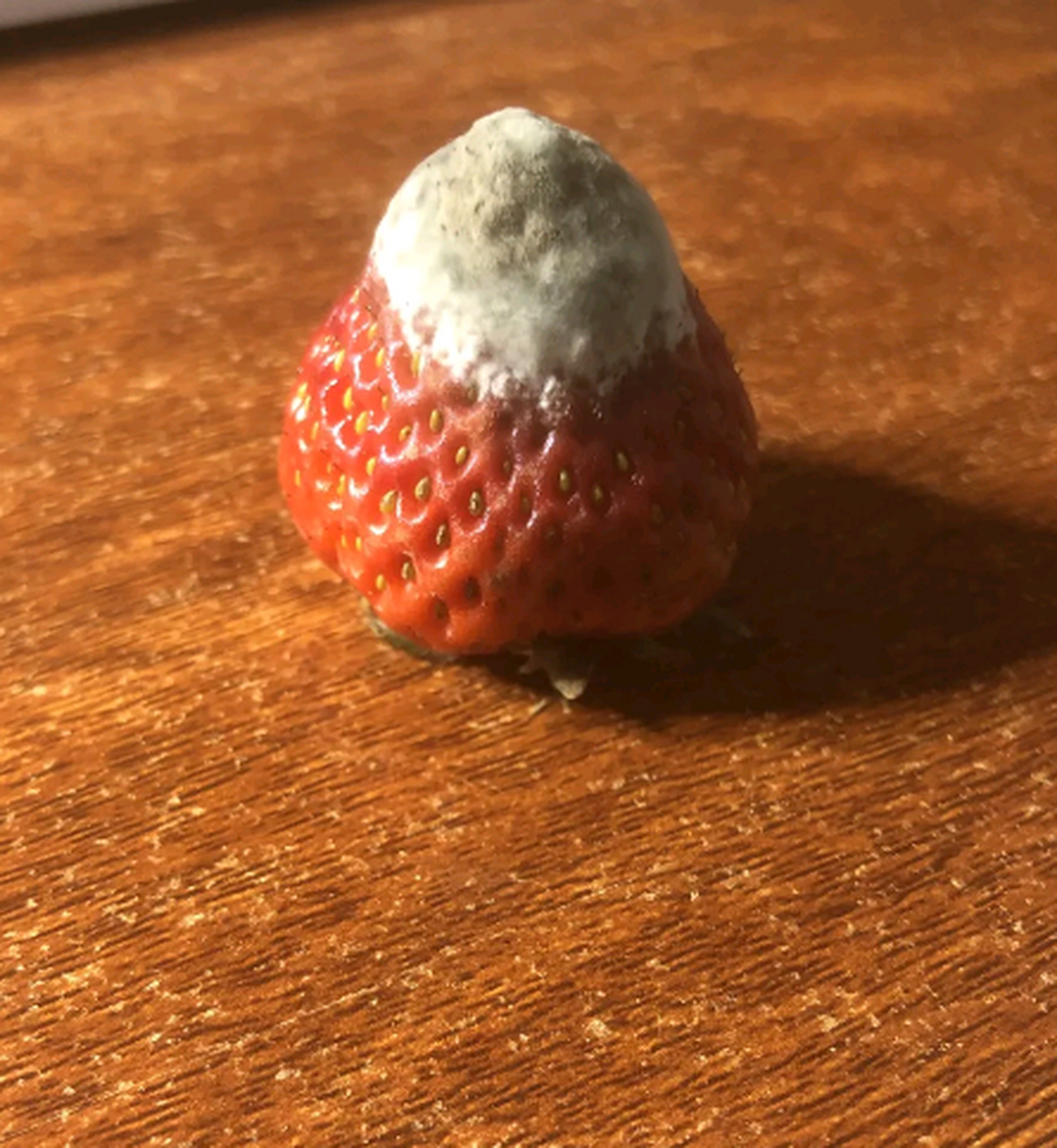 第一次看草莓发霉,我倒是要看看烂到最后是什么样