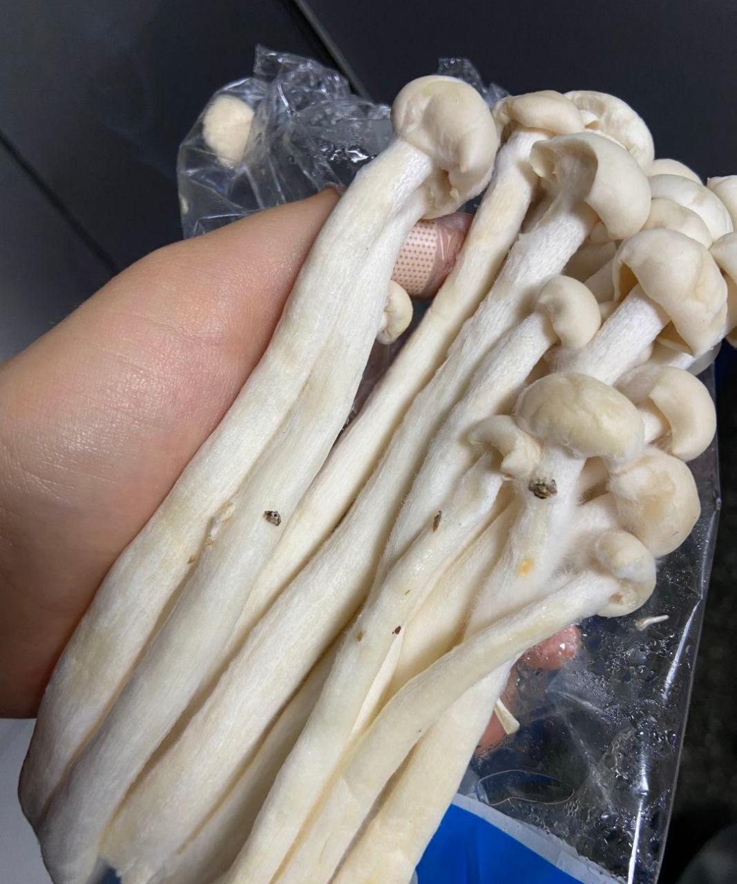 感觉海鲜菇发霉了,还能吃吗?