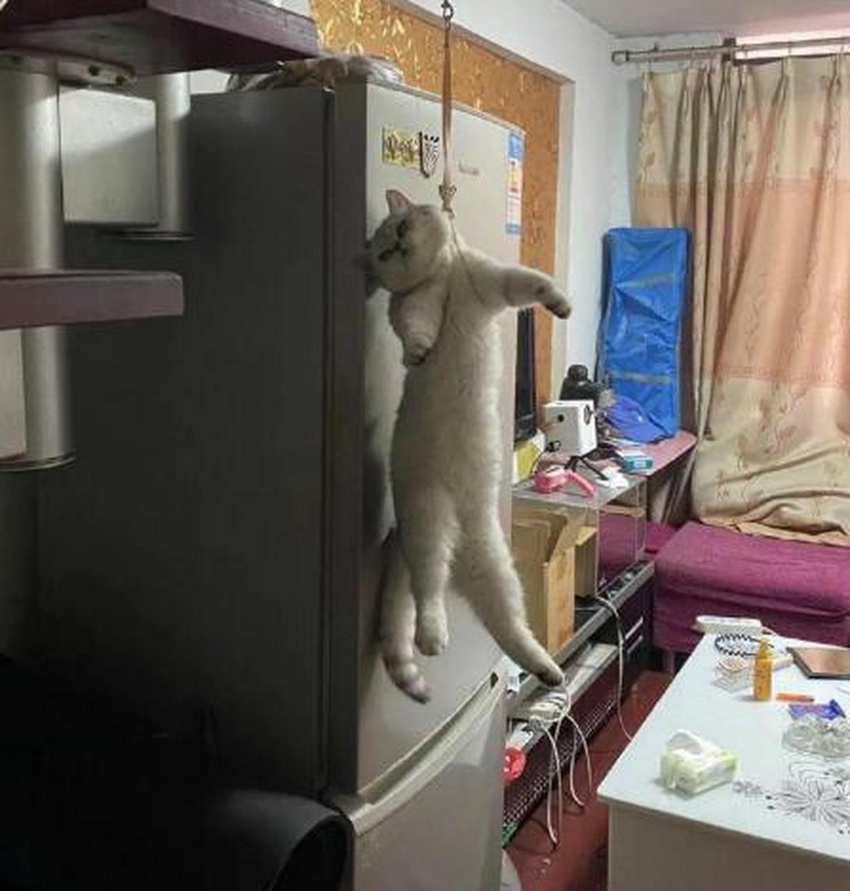 朋友家的猫来了,把自家猫放楼上,结果它上吊了!