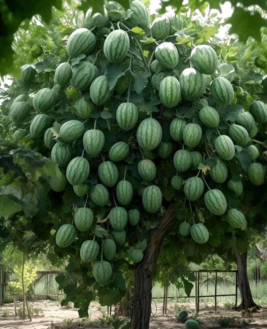 难道这是一种新的转基因西瓜品种?让人感到兴奋和好奇.