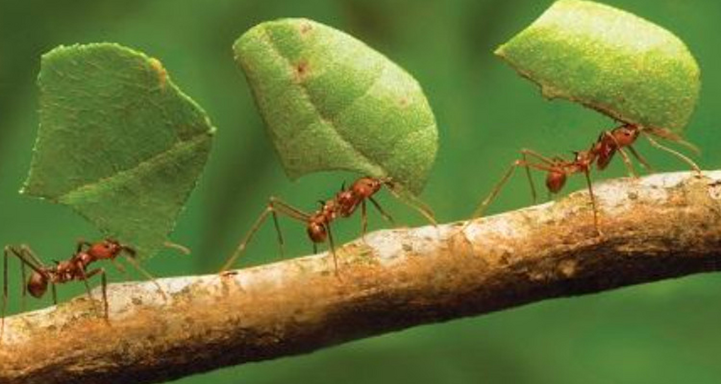 蚂蚁繁殖速度有多快?