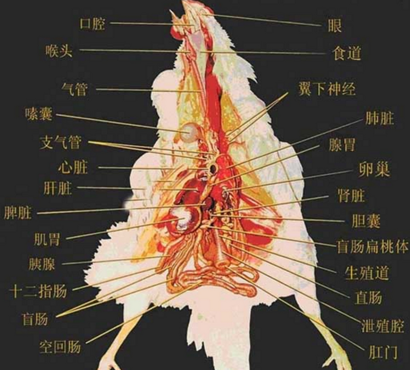 母鸡的构造图片