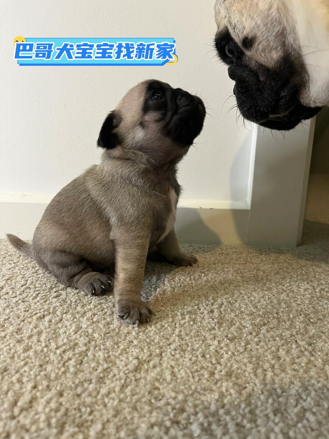 我们的可爱的巴哥犬宝宝现在已经四周大了再过短