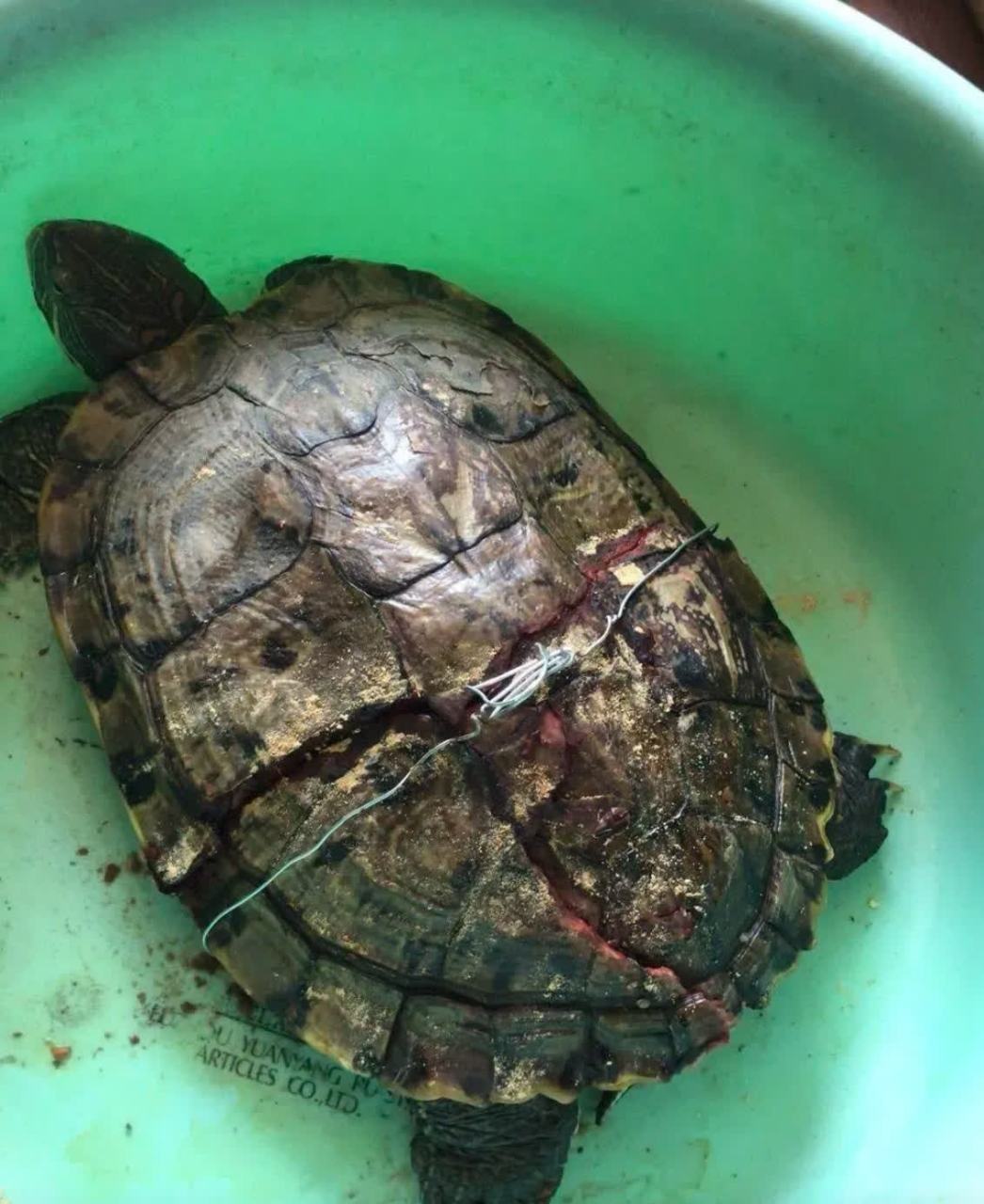 我的小乌龟从我家二楼的阳台上掉下来了. 有什么好的办法可以挽救吗?