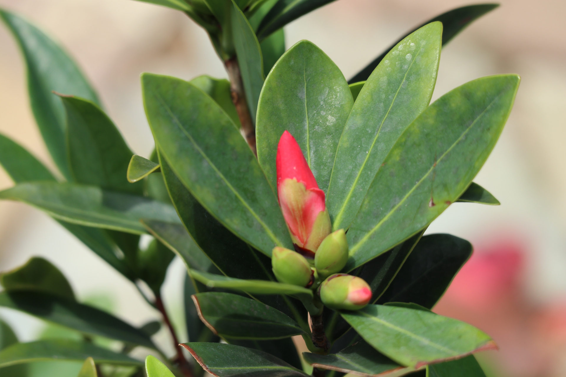 杜鹃叶山茶,花深红色,花大色艳,有着"植物界大熊猫"之称,是继金花茶