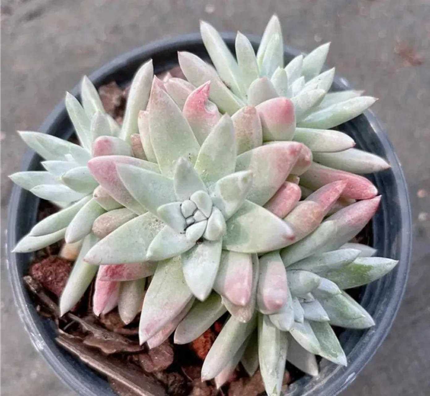 分享一个漂亮的多肉白菊,它是景天科仙女杯属的,三角形的叶片包裹一层