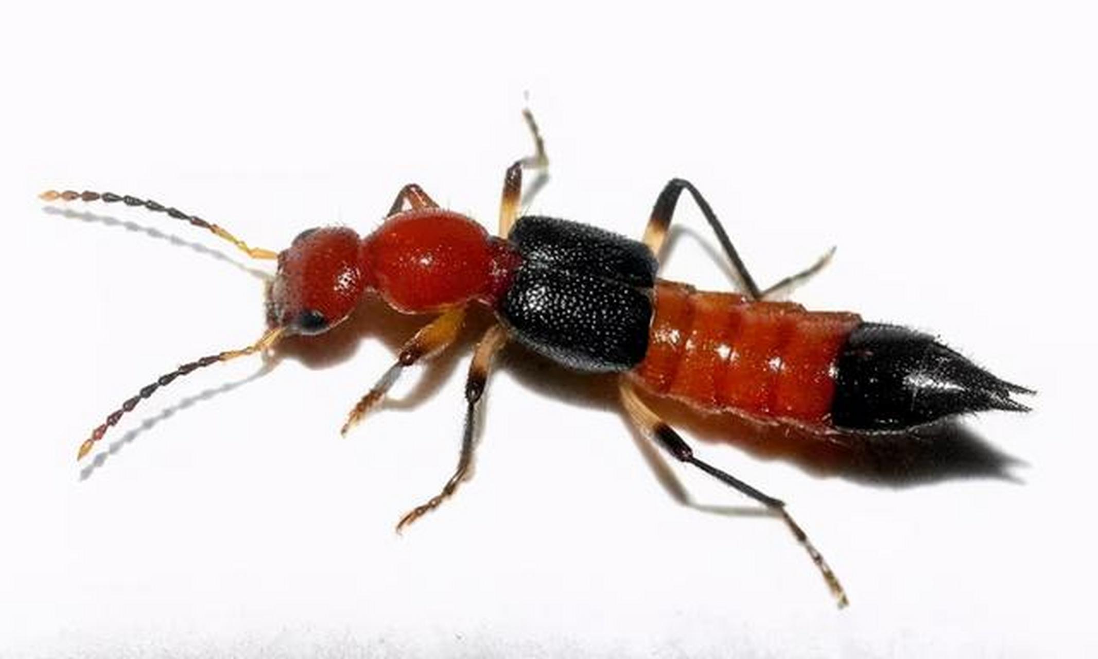 气候渐暖,小心隐翅虫皮炎的发生[拒绝]  进入4月