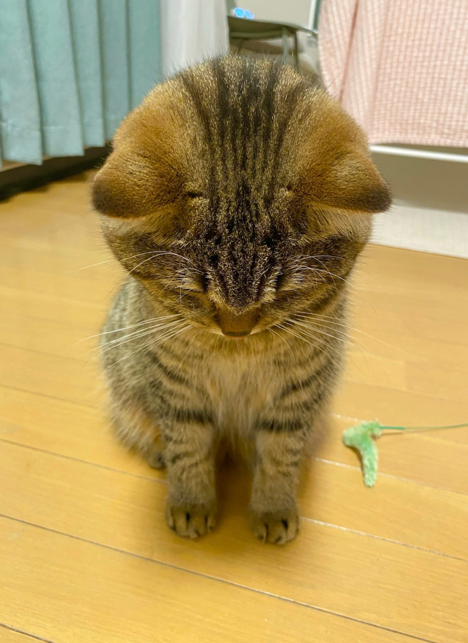 日本一名网友日前在社群平台推特上上传一张照片,分享自家虎斑猫时常