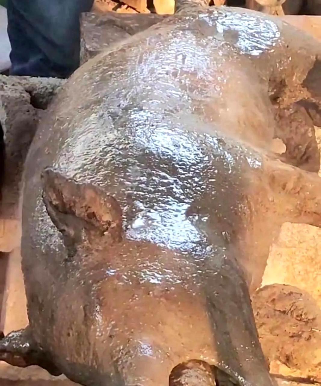 烤乳猪的制作过程让人感到残忍.